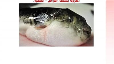 صحة القليوبية تحذر المواطنين من تناول سمكة الأرنب السامة
