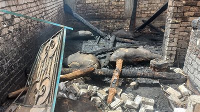 نفوق 65 رأس ماشية في حريق عدد من الأحواش بأسيوط 