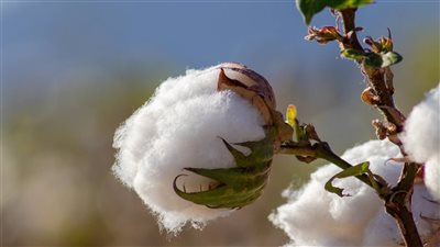 36.5 % زيـادة في صادرات مصر مـن الأقطان عام 2023