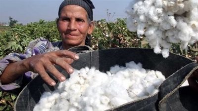 إحصاءات موسم القطن 2022/2023.. زيادة الصادرات وانخفاض الإنتاج