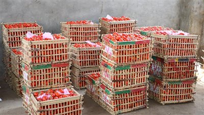 إنشاء شادر للخضروات على مساحة 5 أفدنة بمركز قنا 