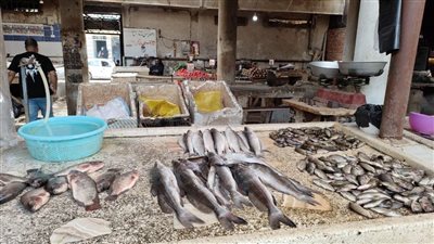 حملات مكثفة على أسواق الأسماك بالإسكندرية 