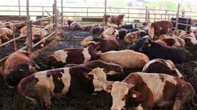 170 أضحية لاستهداف 55 قرية بالدقهلية 