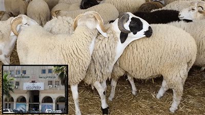 الزراعة تعلن عن توفير أضاحي حية بأسعار 210  للضأن والبقري بـ 175 جنيها