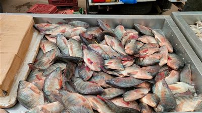 أسعار الأسماك اليوم الخميس بسوق العبور للجملة.. وقفزة للوقار