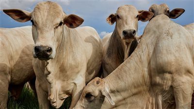 تضعها البرازيل تحت حراسة مشددة.. 4 ملايين دولار لأغلى بقرة في العالم (فيديو)