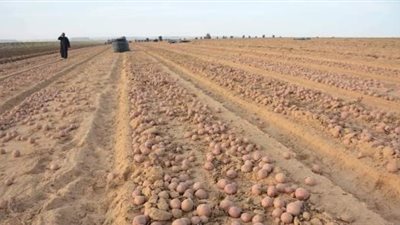 في أجواء قارصة البرودة ابتكار روسي جديد لزراعة البطاطس