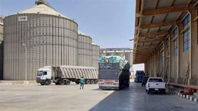 توريد 604 ألف طن من محصول القمح المحلي لمواقع التخزين بالشرقية 