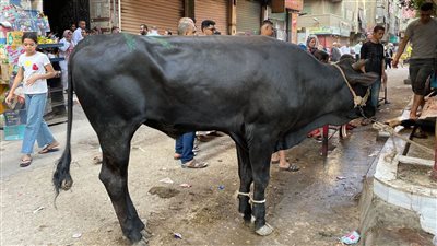 قانوني يكشف لـ