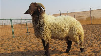 حكم ذبح البهائم باستخدام مُخدِّر أو بِنج.. الإفتاء تجيب