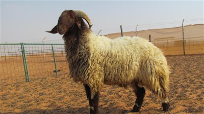 مع اقتراب عيد الأضحى.. نصائح مهمة لشراء خروف العيد