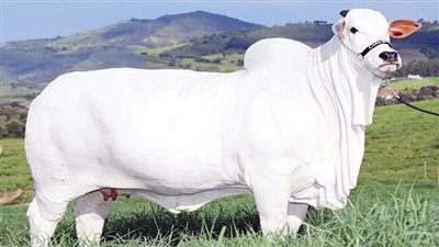 أغلى بقرة على الكوكب