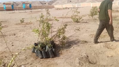 تزامنا مع الإحتفال باليوم العالمى للبيئة حملة تشجير بمدارس الحمراوين بالقصير 