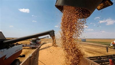 تراجع أسعار القمح الفرنسي لمخاوف من حظر استيراد فرضته تركيا