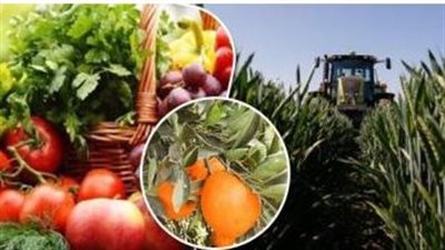 مصر تشهد طفرة غير مسبوقة في صادراتها الزراعية