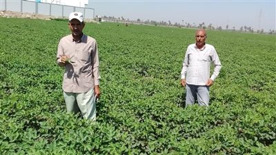 المركزية لمكافحة الآفات تتابع المحاصيل الاستراتيجية وتكافح مجانا لغير القادرين