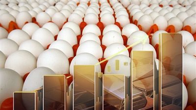   ارتفاع أسعار البيض اليوم الخميس  من أرض المزرعة
