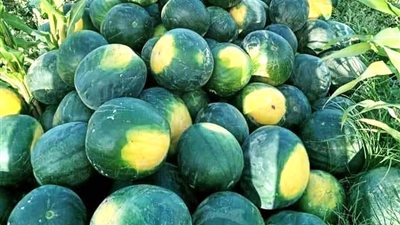  لماذا لا يصح أن تشتري النساء البطيخ؟ 