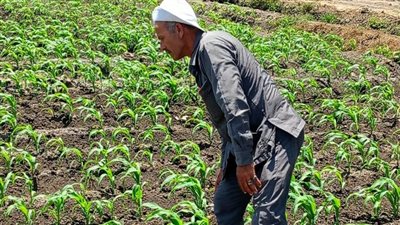 إنطلاق موسم زراعة الذرة الشامية بالشرقية.. وخبير زراعي: غذاء للإنسان والحيوان