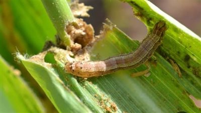 دودة الحشد الخريفية تهدد الذرة الشامية.. والغربية تكثف جهودها للقضاء على الآفة