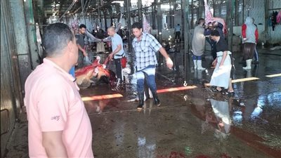  حملات لتطهير المجازر والسلخانات استعدادًا لعيد الأضحى بالإسماعيلية