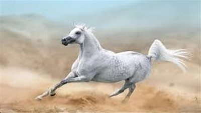 عالم أحافير قديمة: الحصان الأليف انطلق من سهوب روسيا قبل 4200 عام