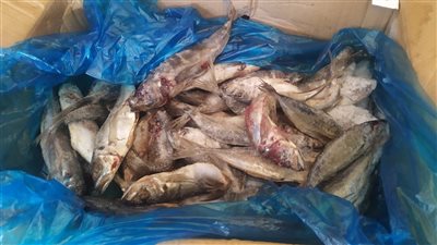 ضبط  ٤٦.٥ كيلو لحوم واسماك فاسدة بقطور.