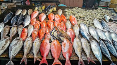أسعار الأسماك الطازجة والمجمدة في سوق العبور اليوم