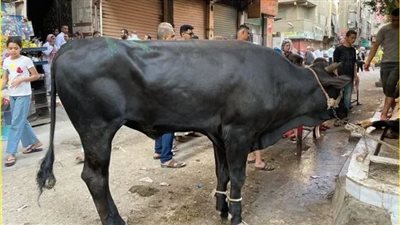 مسئول سابق بالتموين: 10 آلاف جنيه غرامة حال الذبح في الشارع