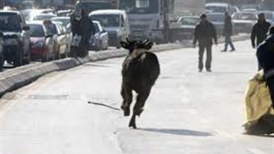 عجول هربانة.. من سكينة الجزار للجري في الشوارع (فيديوهات مضحكة)