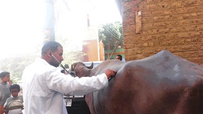 بيطري قنا يدفع بقافلة لخدمة صغار مربي الماشية بمركز أبوتشت 