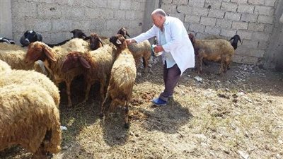 الطب البيطري بالقاهرة تخصص أرقامًا لشكاوي المواطنين خلال عيد الأضحى 