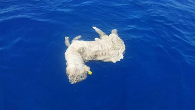 وزيرة البيئة توجه بسرعة التحقيق في واقعة إلقاء خراف نافقة بالبحر الأحمر 