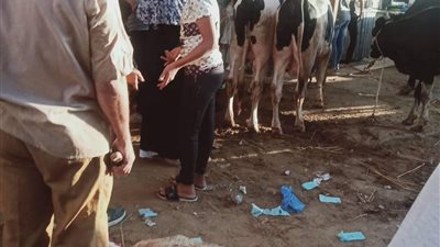 استعدادات استقبال عيد الأضحى بالإسكندرية 