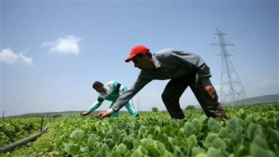 وزارة الزراعة تُنقذ محاصيل المزارعين من موجة الحر.. نصائح عملية لتقليل الخسائر