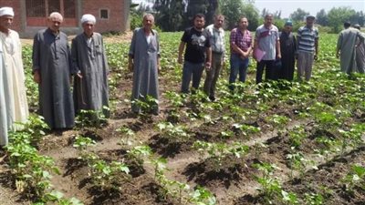 ندوة إرشادية للنهوض بزراعة محصول القطن صنف «جيزة 97» بحقول أنشاص البصل