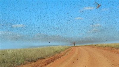 غزو الجراد لمصر من السودان.. 106 أسراب منذ نوفمبر الماضي
