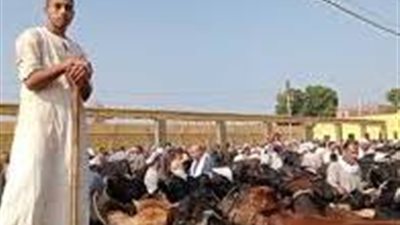 تعرف على أسعار الأضاحي بأسواق المنيا 