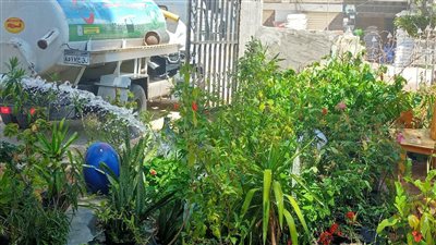 جنوب سيناء تشارك في مبادرة زراعة 100مليون شجرة 