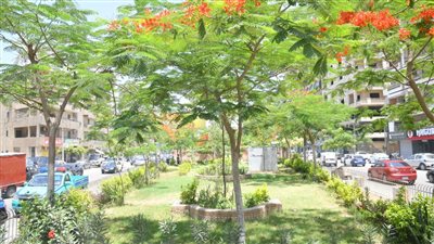 زراعة 388 ألف و645 شجرة بالطرق العامة والرئيسية للحفاظ على البيئة بالغربية