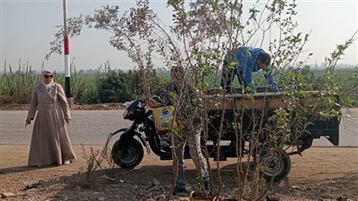 محافظ الدقهلية يتابع جهود زراعة الأشجار المثمرة على الطرق العامة 