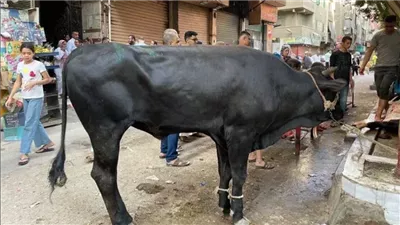 نظافة وتجميل القاهرة: تحرير محاضر للمخالفين لتعليمات الذبح خارج المجازر