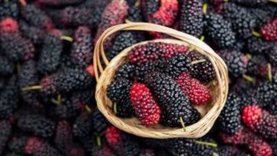 الطريقة الصحيحة لغسل التوت .. حافظي على صحة أسرتك