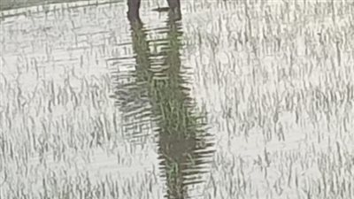 بدء موسم زراعة الأرز بمحافظة الدقهلية