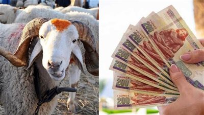 تأثير عيد الأضحى على الاقتصاد المحلي في مصر| اعرف التحديات