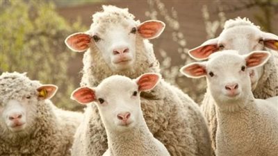 مدير مجازر الطب البيطرى يكشف أسباب إصابة الأضاحي بالحمى القلاعية