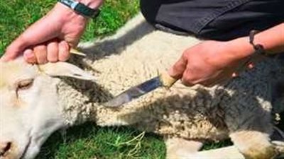 30 موقعا لذبح الأضحي مجانا بالقليوبية 