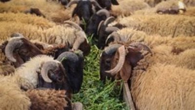 السرعة والنظافة.. نصائح مهمة عند ذبح الأضاحي