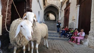 استعدادات عيد الأضحى.. نصائح وإرشادات لتجهيزات سلسة واحتفالات مميزة