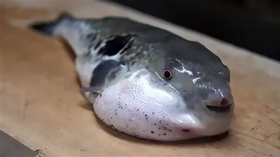  أسعار السمك اليوم الإثنين 7 أكتوبر 2024